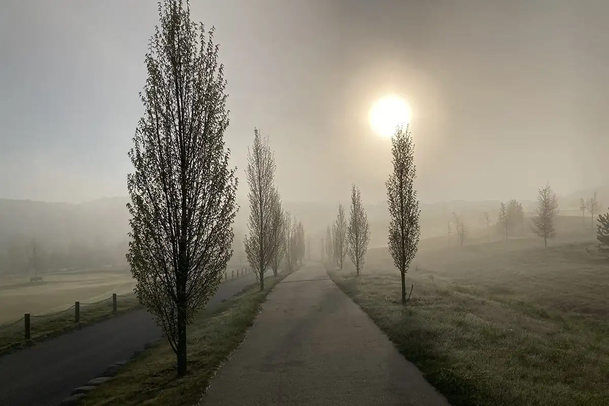 zelená fotografie aleje