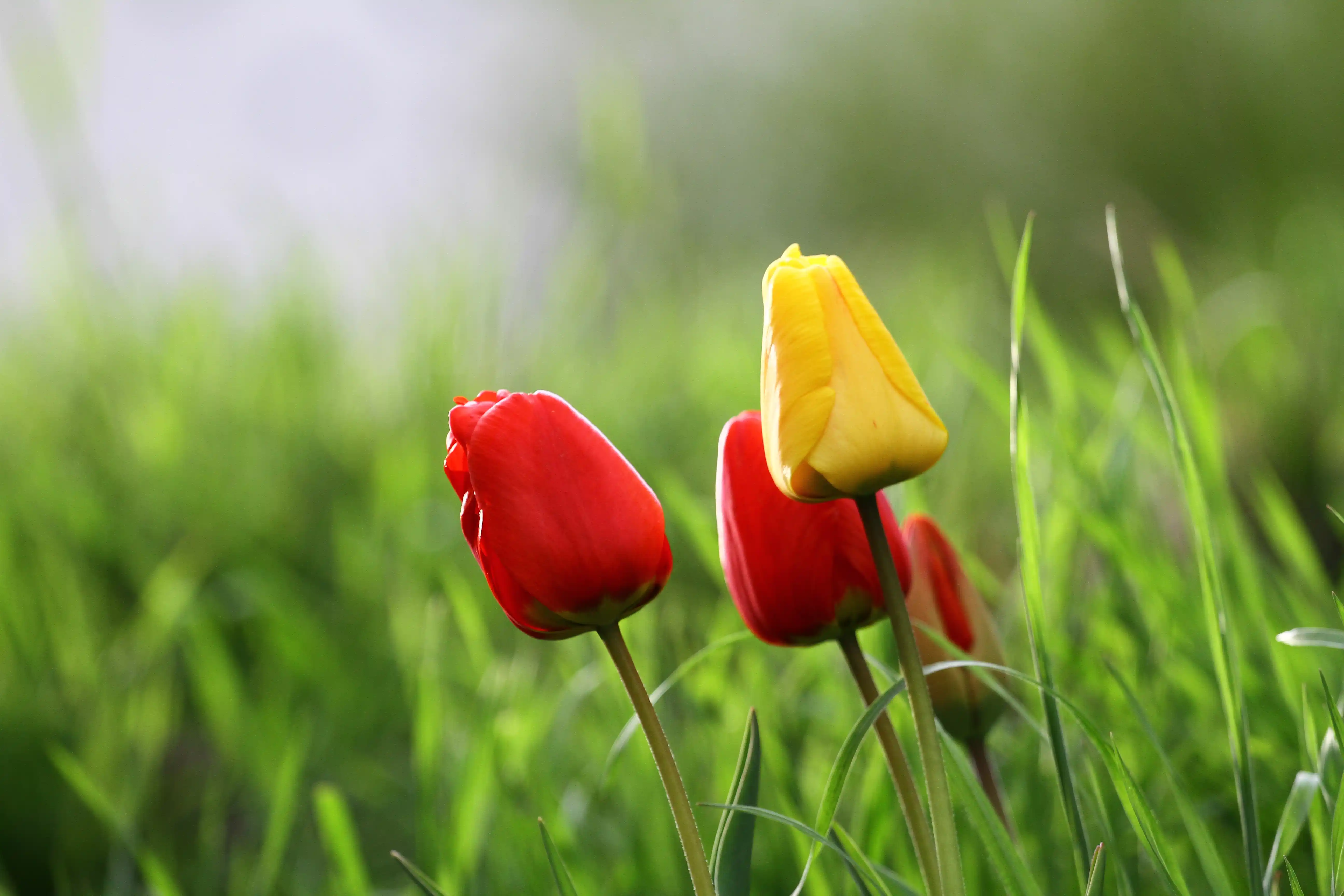 Tulips | flower fine art photography by Jan Maghreb
